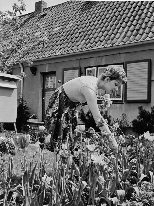 Fotomodell fuer GW 1957, Der kleine Hausgarten : Werbefotografie für einen Prospekt der Hamburger Gaswerke. Ein Fotomodel im Frühjahr. Sie pflückt im Hausgarten Tulpen