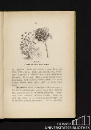 Fig. 4. Caltha palustris flore pleno.