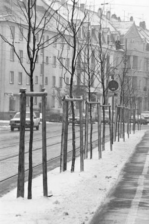 Anpflanzung von Lederhülsenbäumen in der Moltkestraße im Bereich der Blücherstraße und Hertzstraße