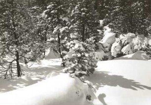 Osterzgebirge. Verschneite Bäume am Rand des Georgenfelder Hochmoores