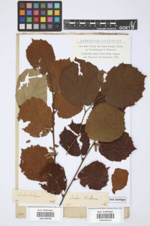 Corylus avellana L.