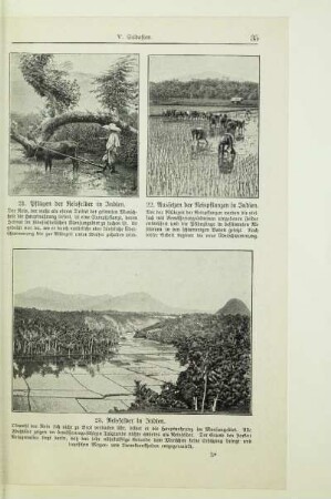 Aussetzen der Reispflanzen in Indien