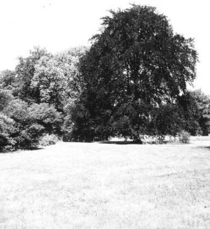 Cottbus. Branitzer Park (1846-1871; H. v. Pückler-Muskau). Wiesenfläche mit Baumgruppe und Solitärbaum (Blutbuche)