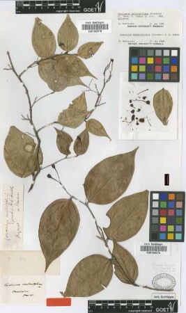 Gonocalyx smilacifolius (Griseb.) A.C.Sm. [type]