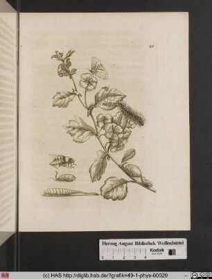Blüender Hagdorn / Oxyacantha florens.