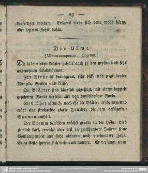 Die Ulme