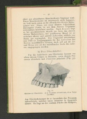 b) Der Oberkiefer.