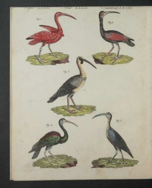 Tafel: Vögel LXXXI. [...]