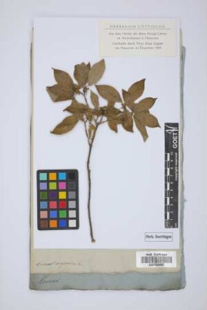 Cornus mascula L.