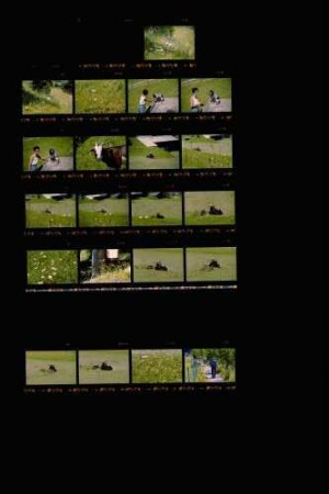 Landesschau-Bilder: Sommer