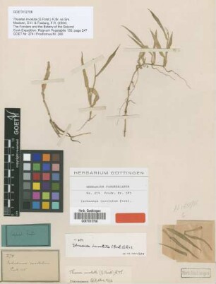Ischaemum involutum G.Forst. [type]