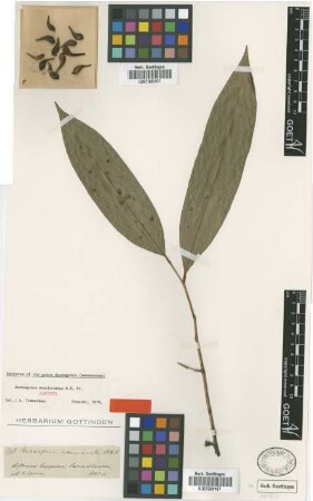 Anaxagorea acuminata (Dunal) A.Dc.