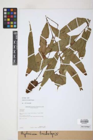Asplenium tricholepis Rosenst.