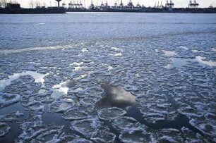 Eis auf der Elbe im Hamburger Hafen, 02.2012
