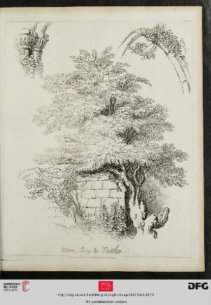 Plate 76 Elder, Ivy & Nettles