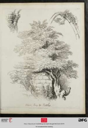 Plate 76 Elder, Ivy & Nettles