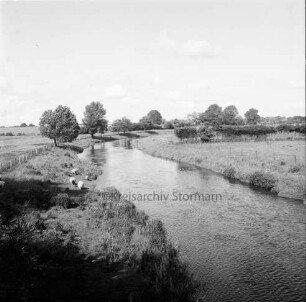 Trave: links am Ufer grasende Schafe: rechts und links Weiden und Bäume