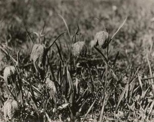 Europa, eventuell in Österreich. Schachblume (Fritillaria meleagris) blühend