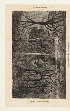 Mangrove-Wald von der Küste Neuguineas
