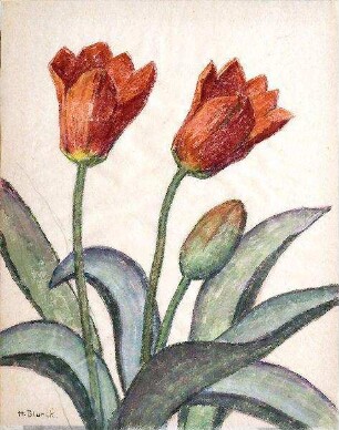 Zwei Tulpen mit Knospe