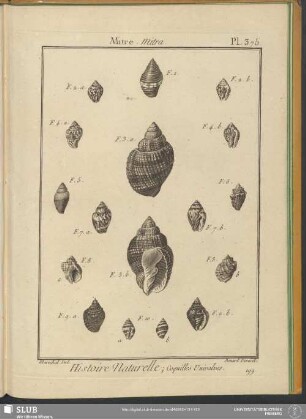Pl. 375. Mitre. Mitra