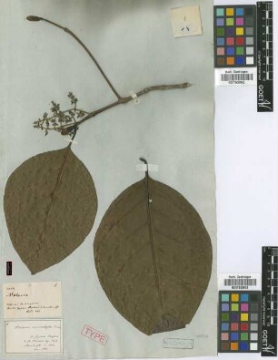Malanea macrophylla Bartl. ex Griseb. [syntype]