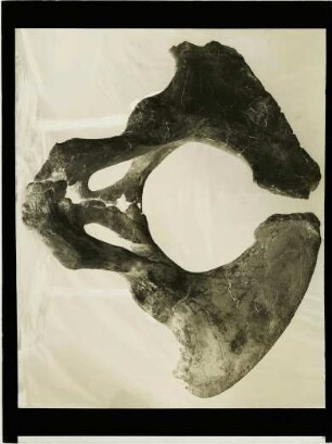 Elephas antiquus