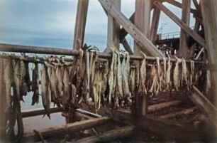 Stockfisch : Reisefotos. Räucherfische, auf Stangen hängend