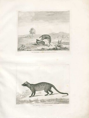The Palandok, a diminative species of Moschus...
