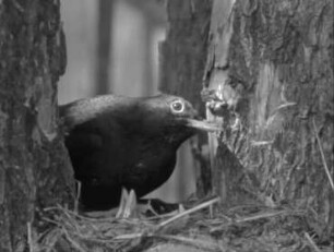 Turdus merula (Turdidae) - Betreuung der Jungen (3. bis 14. Tag)