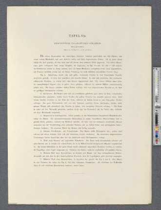 Tafel 62a. Besatzstücke talarartiger Gewänder.