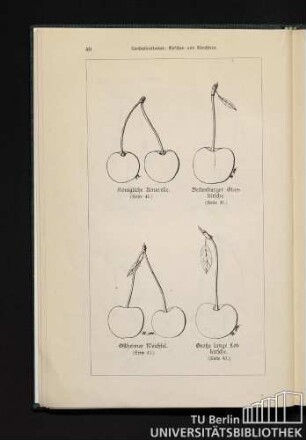 Königliche Amarelle. Bettenburger Glaskirsche. Ostheimer Weichsel. Große lange Lotkirsche.