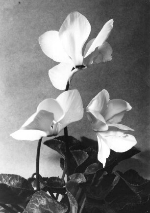 Alpenveilchen - Cyclamen persicum