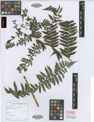 Cyathea austropallescens Lehnert[paratype]