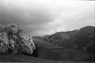Glotterbad: Blühende Baumgruppe am Weg zum Sanatorium; dunkle Wolken