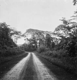 Straße : Straße durch den Regenwald