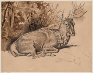 Liegender Hirsch