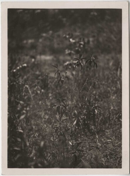 Kolibri am Nest (Film: "Urwelt im Urwald")