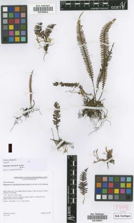 Melpomene xiphopteroides (Liebm.) A.R.Sm. & R.C.Moran