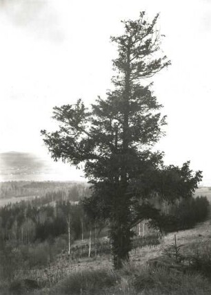 NSG Rotstein bei Löbau. Gemeine oder Beereneibe (Taxus baccata L.). Nordhang, Blick nach Nordost ins Oberlausitzer Gefilde