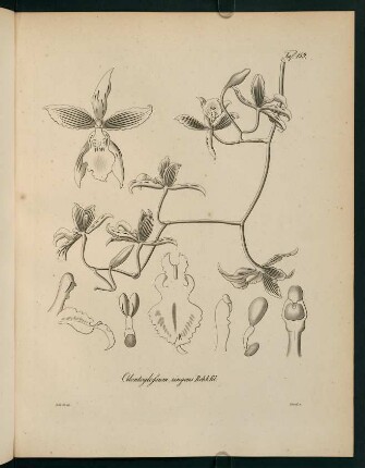 159r-159v, Odontoglossum singens