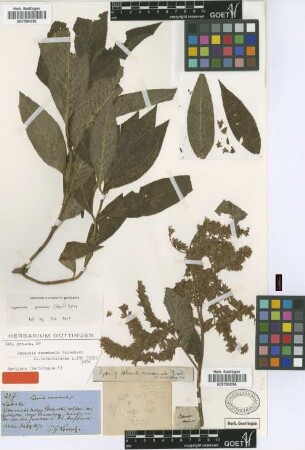 Sphacele acuminata Griseb. [type]