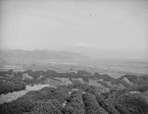 Teehügel von Shimizu : Teeanbau bei Shimizu. Blick über die Felder zum Fuji-san