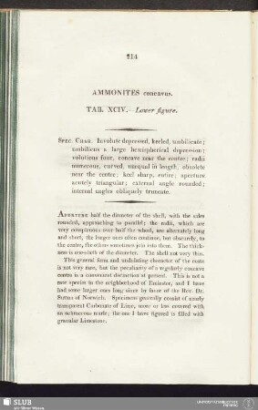 Ammonites concavus. Tab. XCIV. - Lower figure