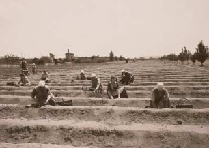 Weinböhla, Spargel-Plantage
