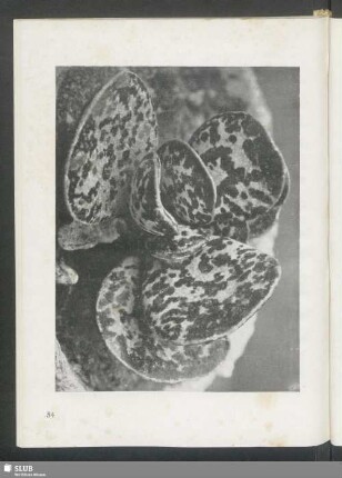 Cotyledon maculata