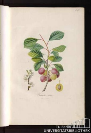 P. III. Cerisette (Prune).
