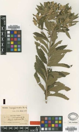 Vernonia rubricaulis Not on Sheet