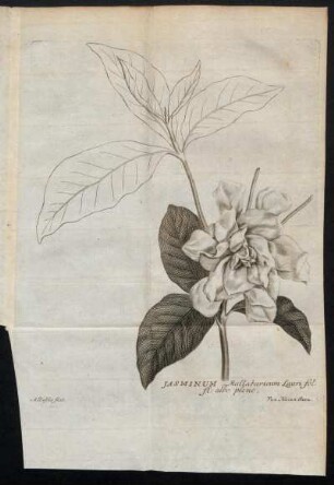 Jasminum