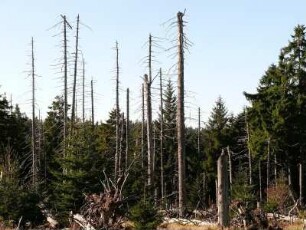 abgestorbene Nadelbäume im Nationalpark Hochharz am Brocken